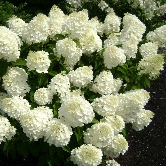 Гортензия метельчатая Сильвер Доллар